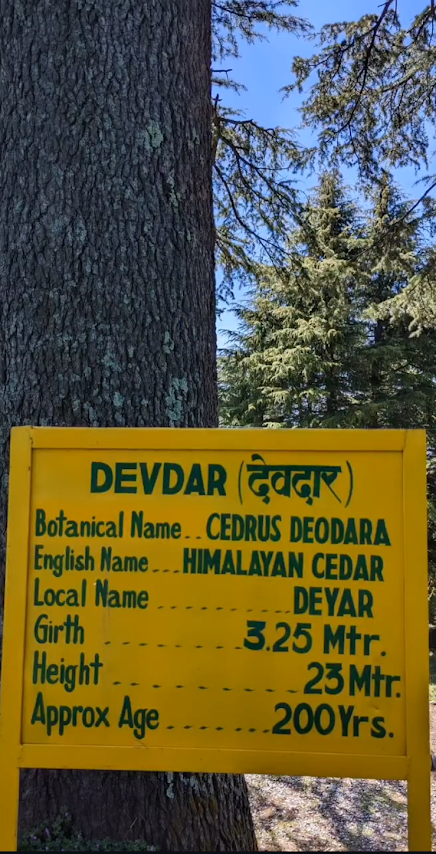 200yearolddeodar